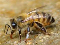 После укуса пчелы отек что делать