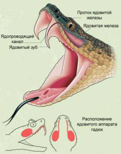 Лечение отеков от укусов змей