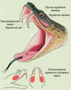 Отек квинке при укусе змеи