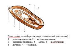 Что такое описторхоз у человека. Смотреть фото Что такое описторхоз у человека. Смотреть картинку Что такое описторхоз у человека. Картинка про Что такое описторхоз у человека. Фото Что такое описторхоз у человека