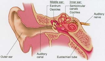 Строение среднего уха