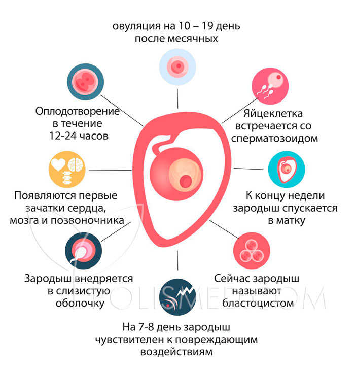 Как предотвратить беременность на 1 неделе