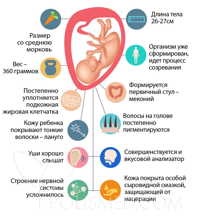 Как выглядит ребенок 21 21 неделя беременности :: Polismed.com