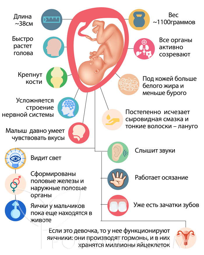 Ребенок 29 недель в животе как выглядит