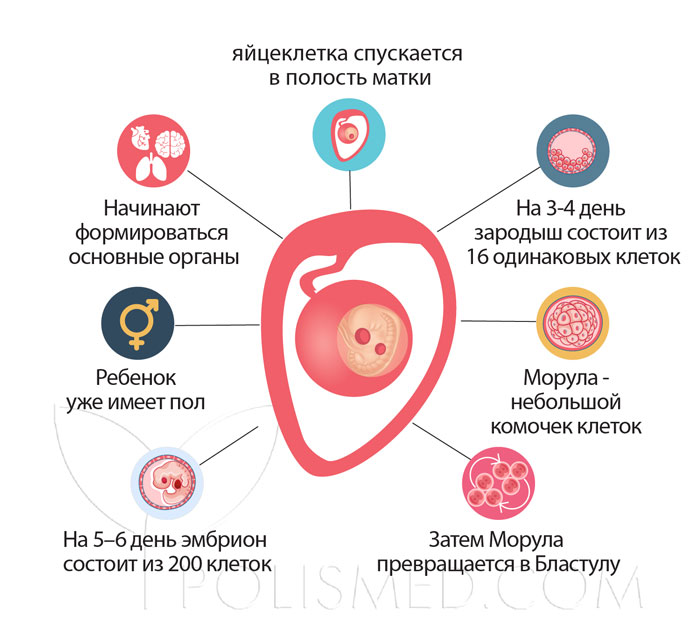 Можно ли заниматься сексом на второй неделе беременности