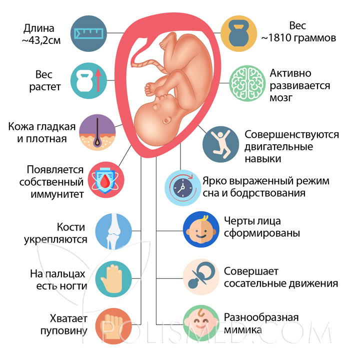 Вес ребенка на 33 неделе