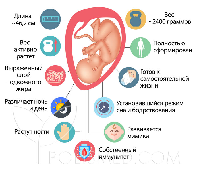 3 беременность 35 недель