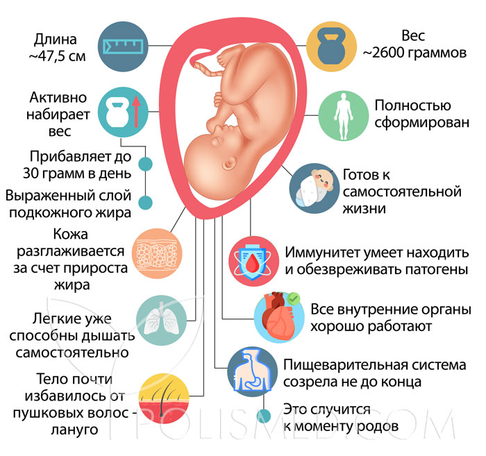 Что происходит с плодом на 36 неделе