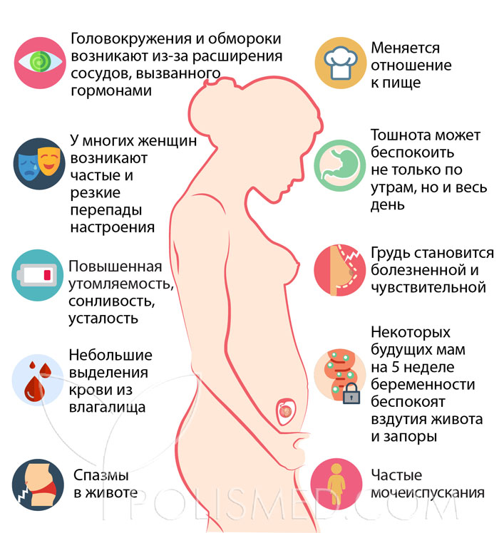 5 недель 5 дней беременности что происходит
