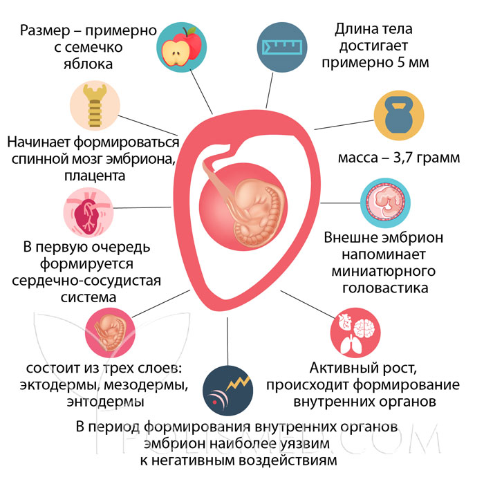 5 недель 5 дней беременности что происходит