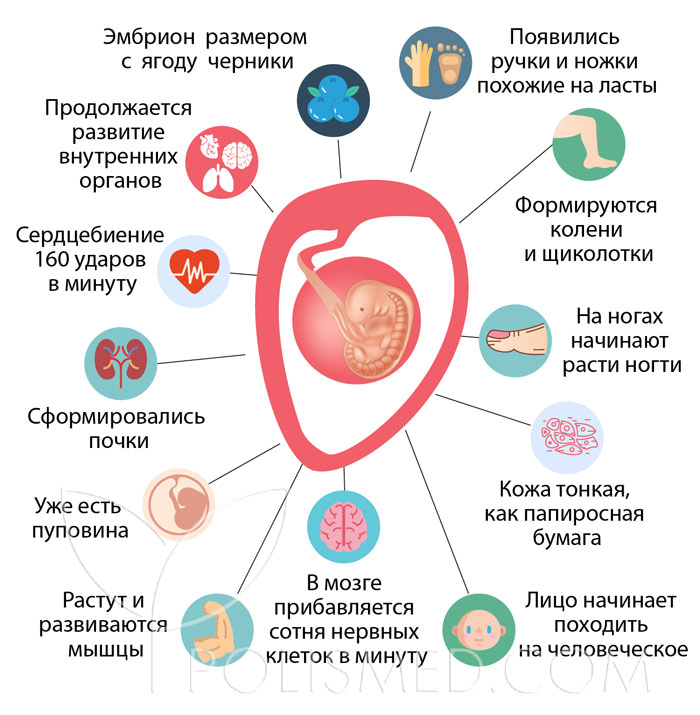Размеры матки по узи на 7 неделе беременности