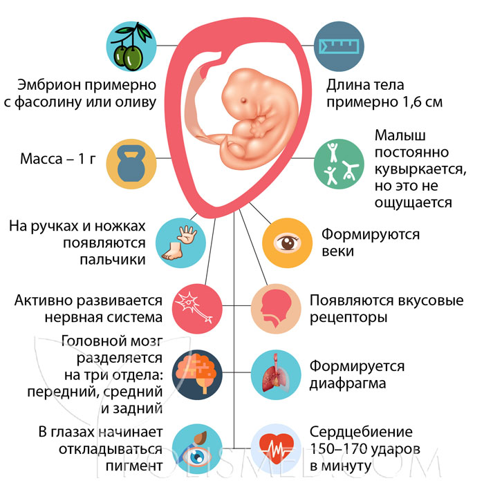 8 недель беременности вторая беременность. Размер плода на 8 неделе беременности. Размер ребенка 7-8 недель. Развитие ребенка на 7-8 недели беременности. Размер ребёнка на сроке 8 недель беременности.