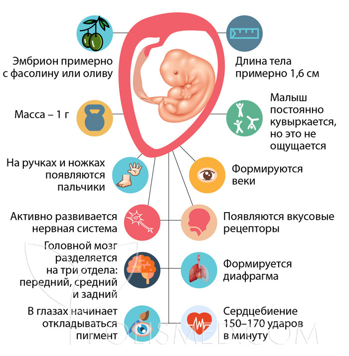 8 недель беременности симптомы