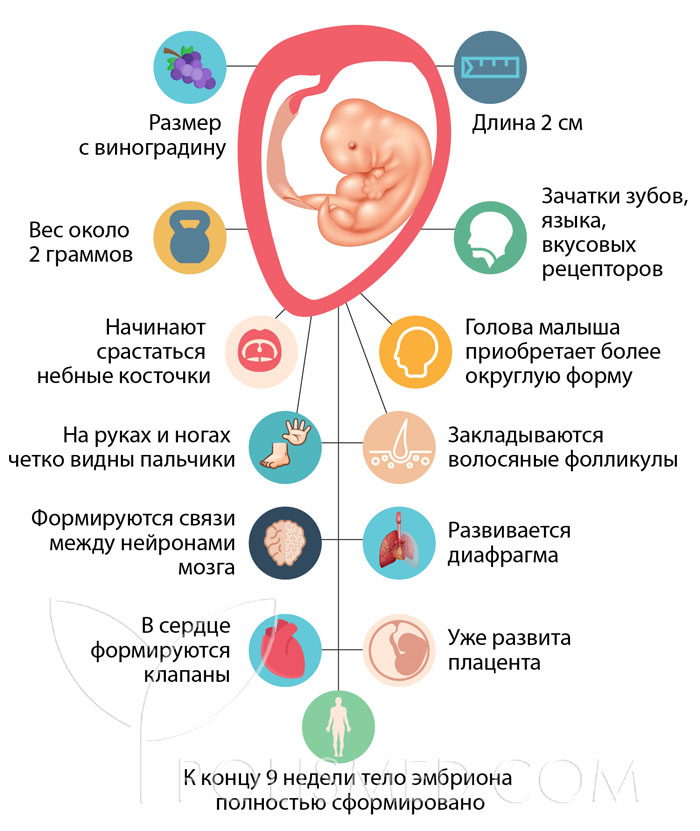 Девятая акушерская беременности что происходит. Смотреть фото Девятая акушерская беременности что происходит. Смотреть картинку Девятая акушерская беременности что происходит. Картинка про Девятая акушерская беременности что происходит. Фото Девятая акушерская беременности что происходит