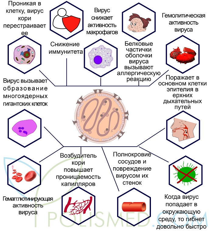 Свойства вируса кори