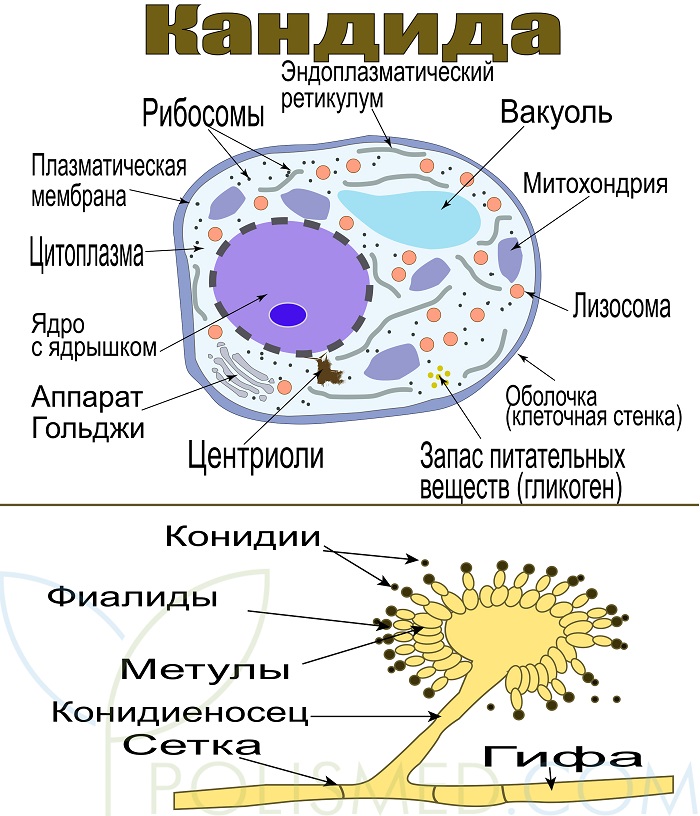 Строение кандиды