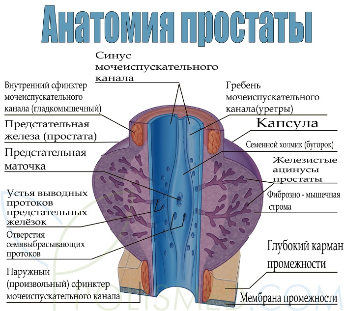 Части предстательной железы. Внутреннее строение предстательной железы. Схема строения предстательной железы. Анатомическое строение предстательной железы. Строение предстательной железы у мужчин.