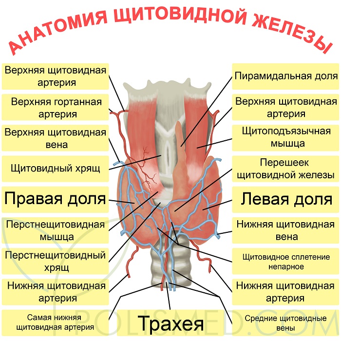 Где находится щитовидная железа у мужчин схема