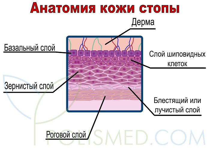 Анатомия кожи стопы