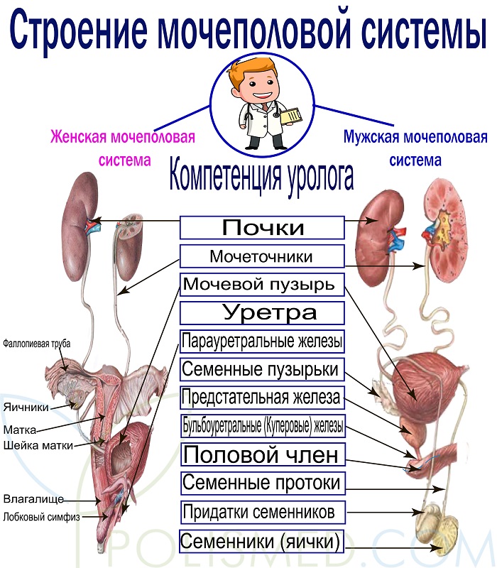 Строение мочеполовой системы