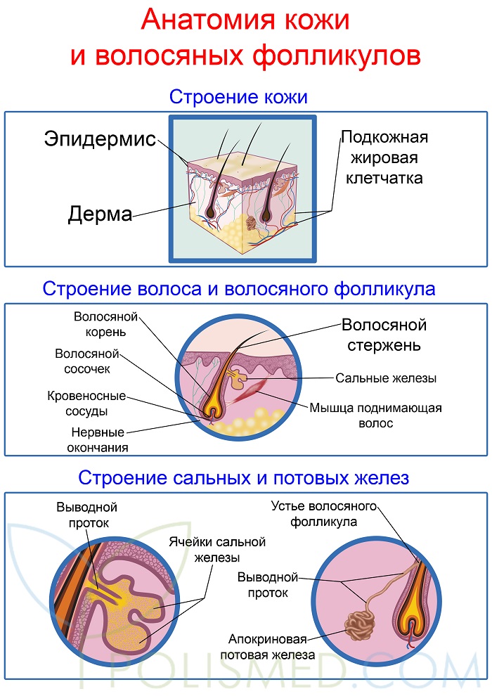 Анатомия кожи