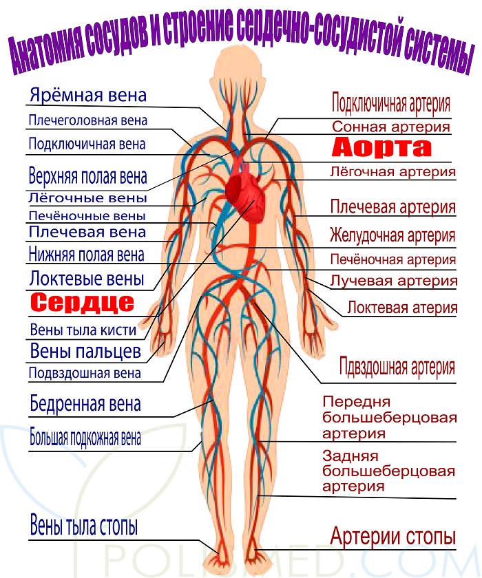 Схема артерий и вен