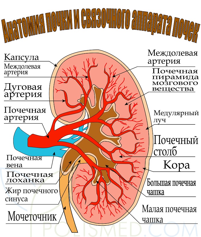 Анатомия почки