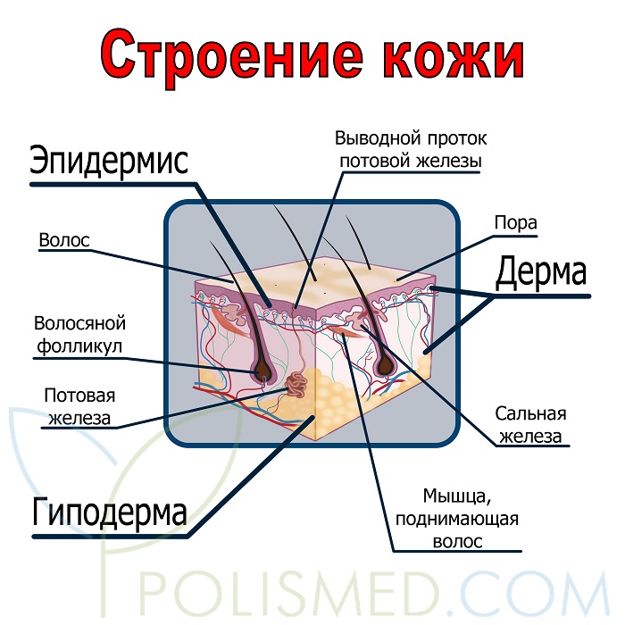 Строение кожи