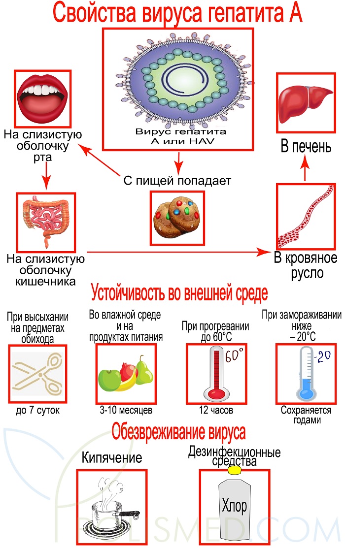 Какие бывают осложнения после гепатита а thumbnail