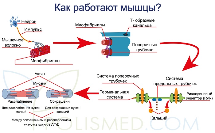 если хватает судорога на ногах что это такое. Смотреть фото если хватает судорога на ногах что это такое. Смотреть картинку если хватает судорога на ногах что это такое. Картинка про если хватает судорога на ногах что это такое. Фото если хватает судорога на ногах что это такое