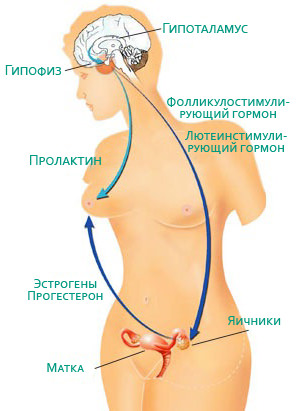 Гормон щитовидной железы ттг ниже нормы что это