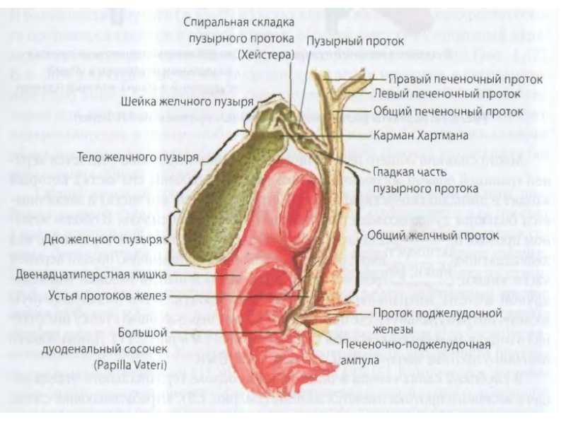 Колит правый бок где печень что это