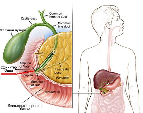 Из за чего колит желчный пузырь