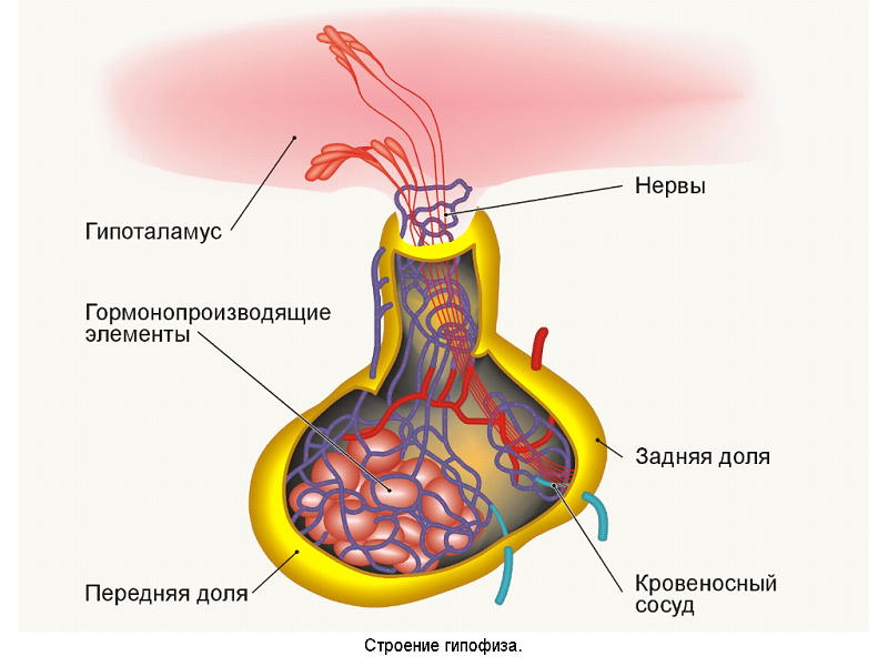 Как болит голова при пролактиноме