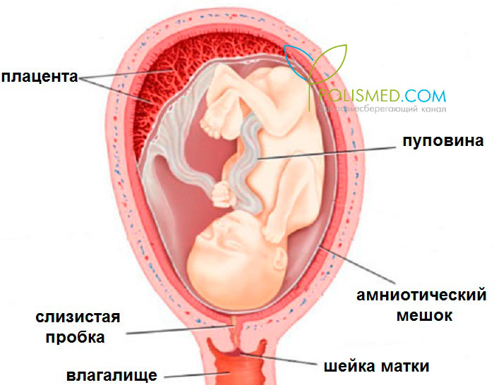 Плод в матке