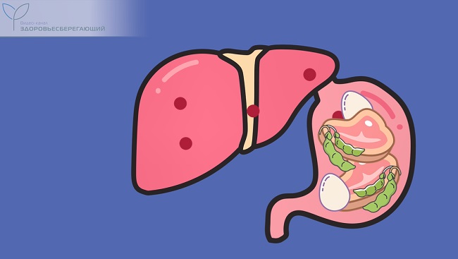 излишки белков вредят печени