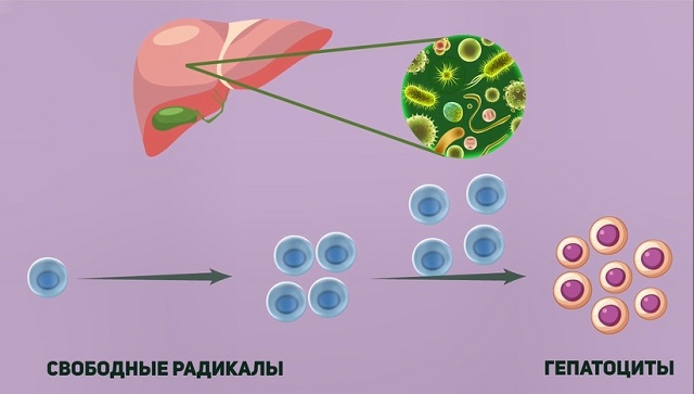 защита гепатоцитов от свободных радикалов