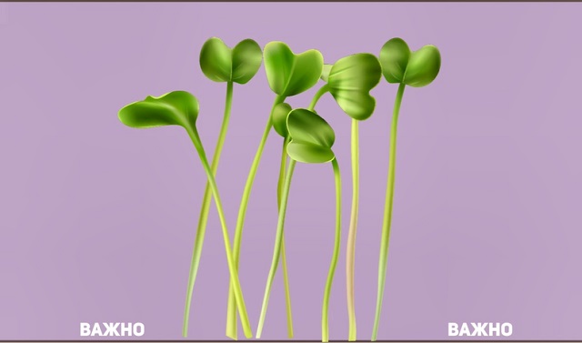 ростки расторопши