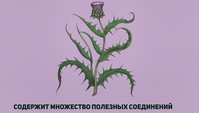 состав расторопши