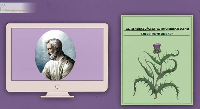 Диоскорид о расторопше