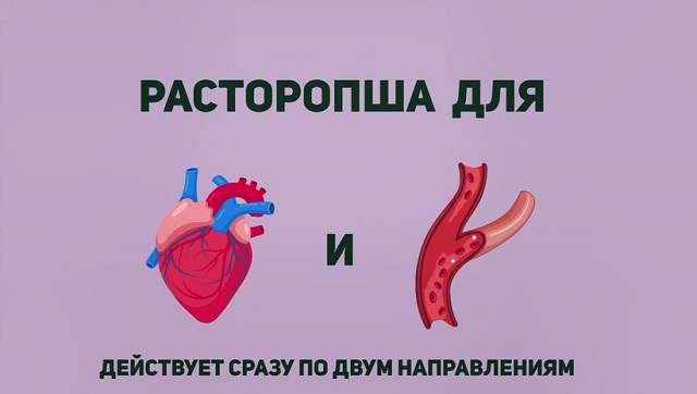 как расторопша влияет на сосуды и сердце