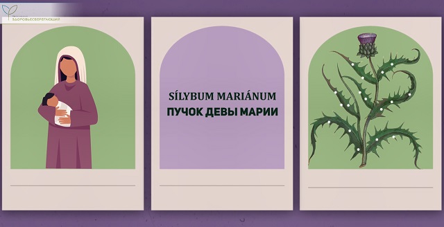 Пучок девы Марии