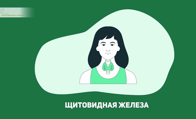 щитовидная железа