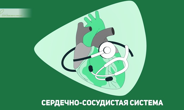 сердечно-сосудистая система
