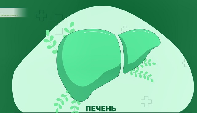 печень