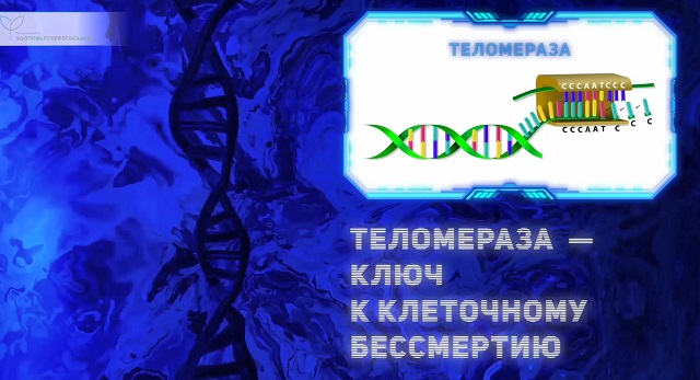 редактирование гена теломеразы
