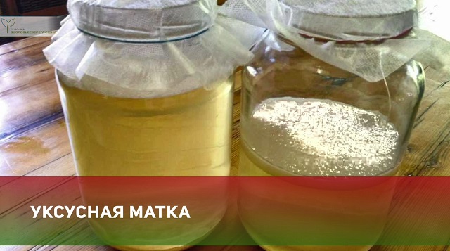 уксусная матка