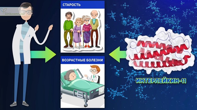 интерлейкин 11