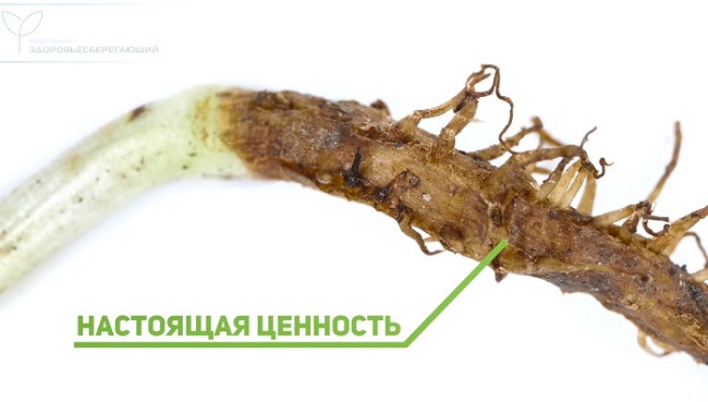 Применение корня аира