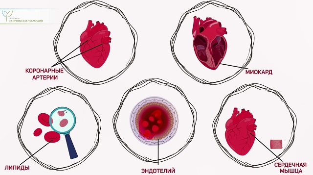 на что влияет боярышник